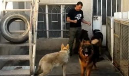 女人与狗交配视频,女人与狗交配视频引发的伦理争议